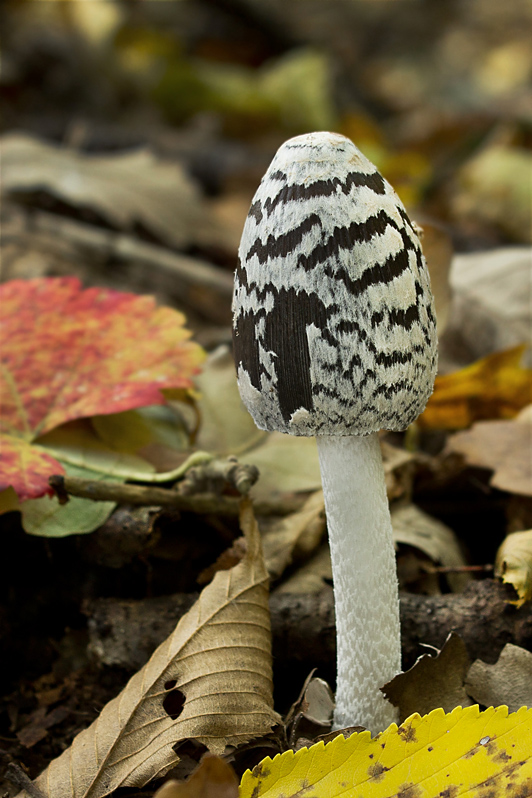 hnojník strakatý Coprinopsis picacea (Bull.) Redhead, Vilgalys & Moncalvo