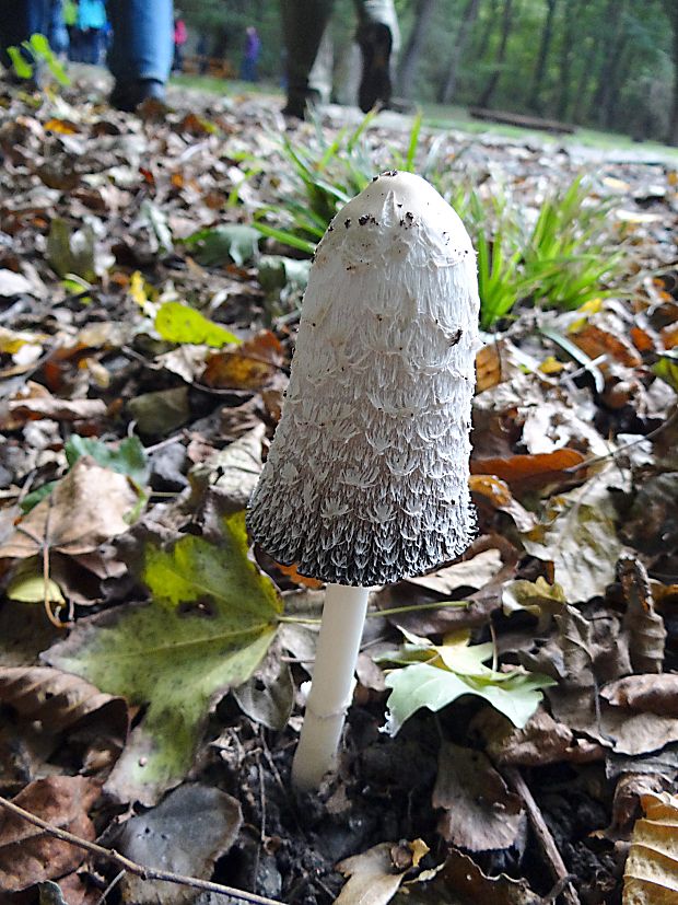 hnojník obyčajný Coprinus comatus Gray