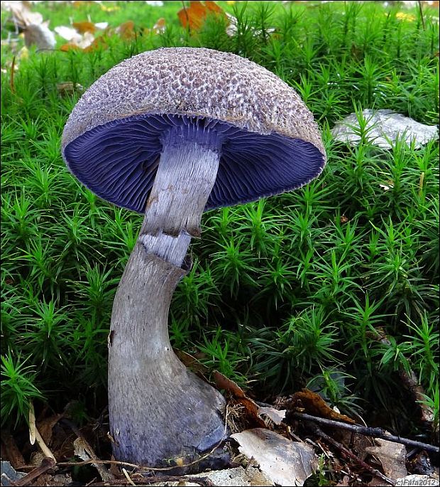 pavučinovec fialový fialový Cortinarius violaceus (L.) Gray