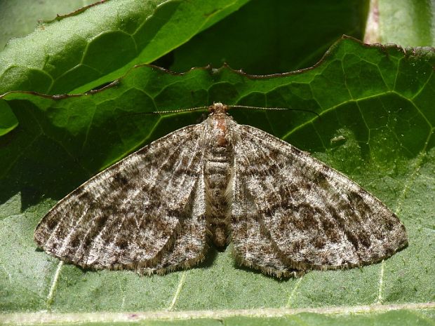 kôrovka jedľová♀ Deileptenia ribeata