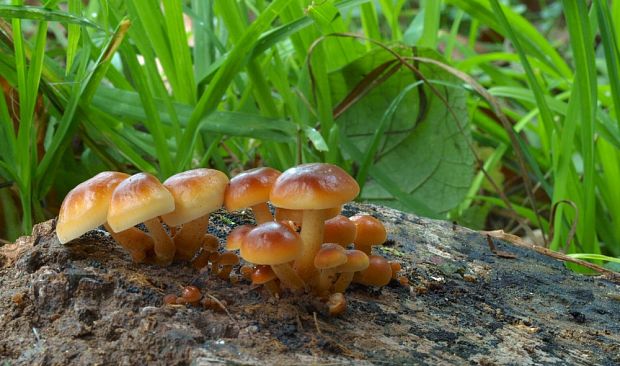 plamienka Flammulina sp.