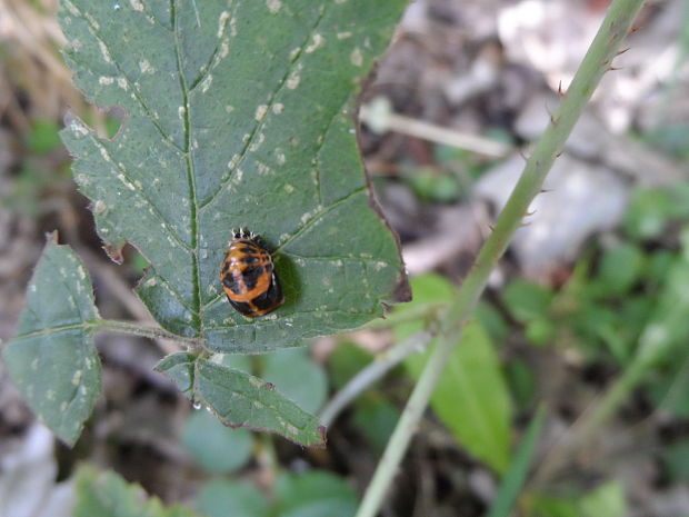 kukla lienky Harmonia axyridis