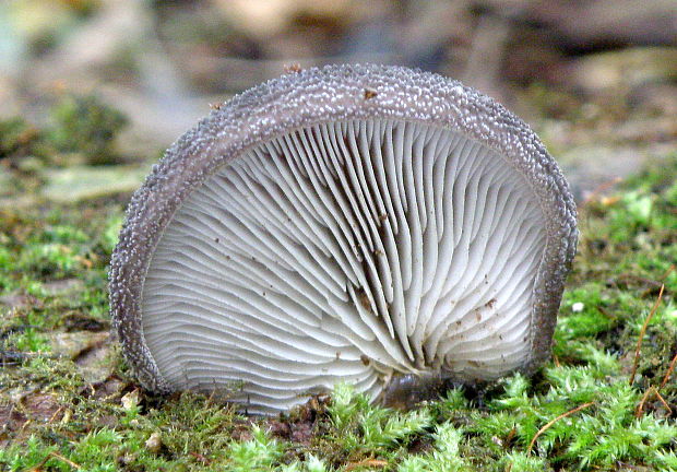 lastúrka plstnatá Hohenbuehelia mastrucata (Fr.) Singer