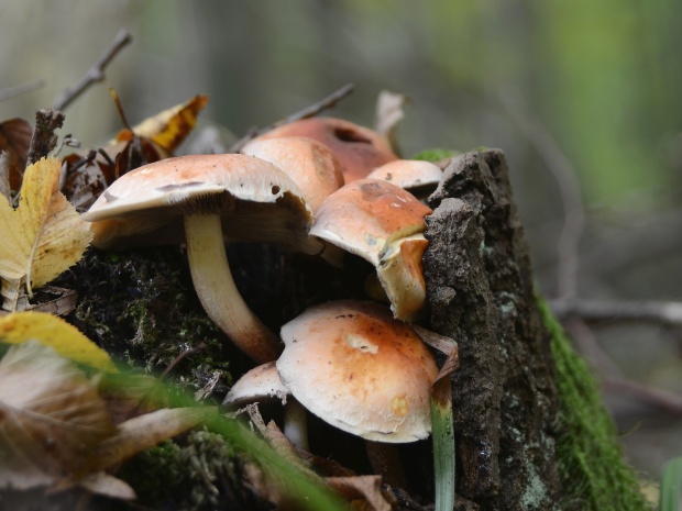 strapcovka tehlovočervená Hypholoma lateritium (Schaeff.) P. Kumm.