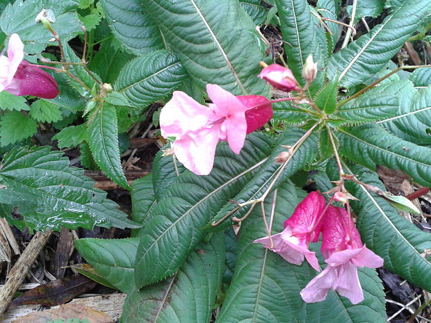 netýkavka žliazkatá Impatiens glandulifera Royle