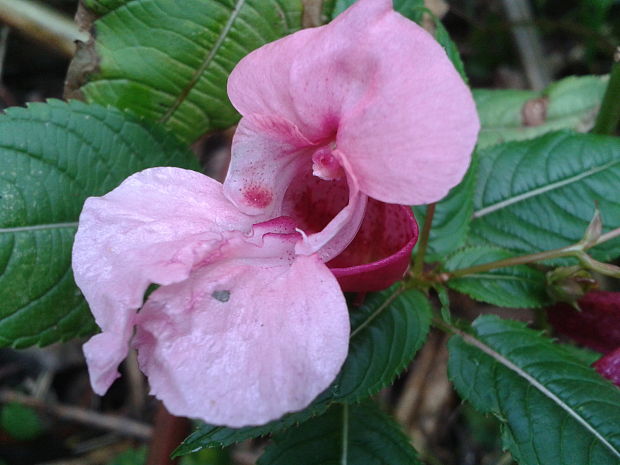 netýkavka žliazkatá Impatiens glandulifera Royle