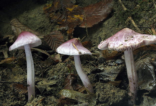 vláknica hlinovolupeňová Inocybe geophylla P. Kumm.