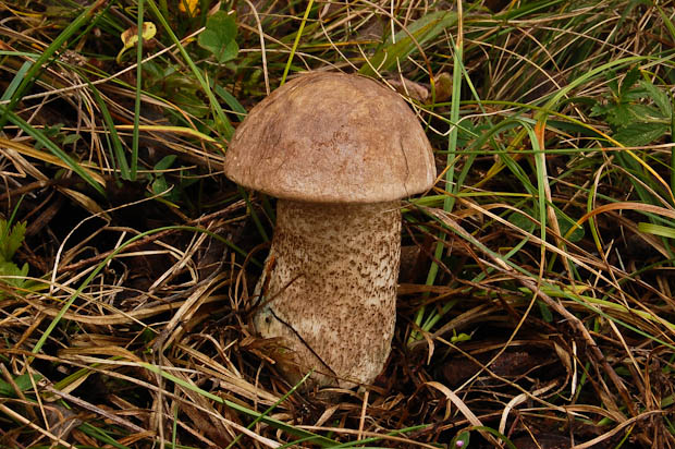 kozák brezový Leccinum scabrum (Bull.) Gray