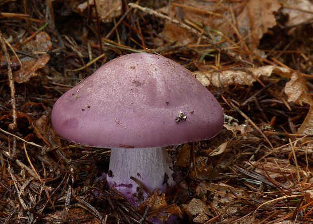 pôvabnica fialová Lepista nuda (Bull.) Cooke