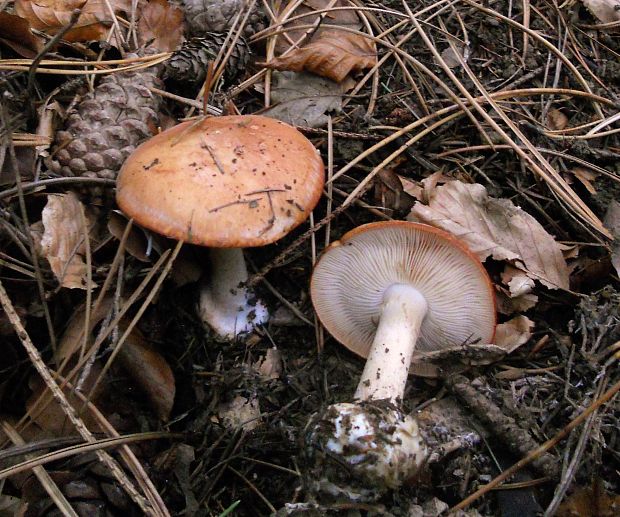 bielopavučinovec hľuznatý  Leucocortinarius bulbiger (Alb. & Schwein.) Singer