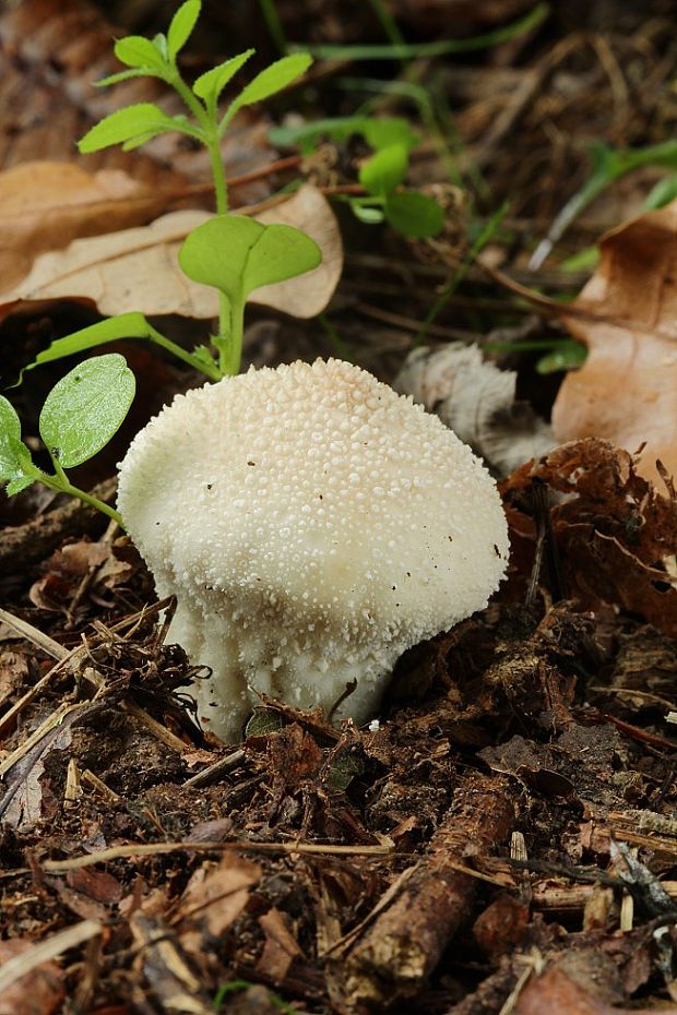 prášnica bradavičnatá Lycoperdon perlatum Pers.