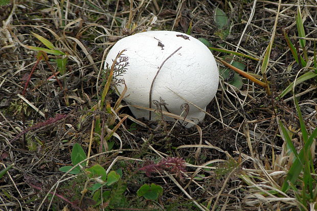 prášnica Lycoperdon sp.