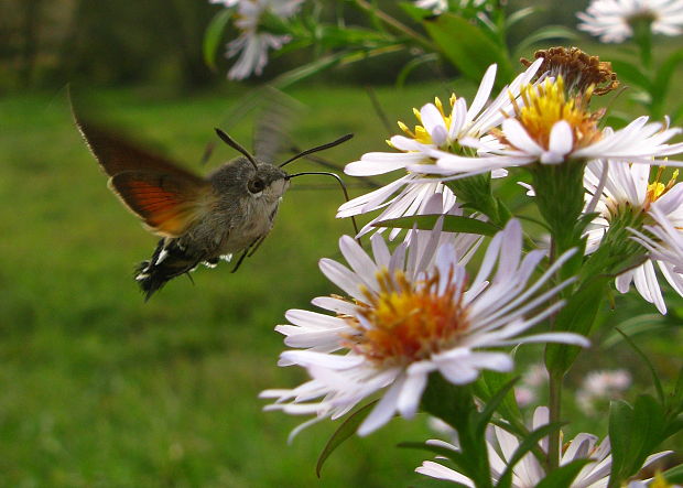 lišaj marinkový Macroglossum stellatarum