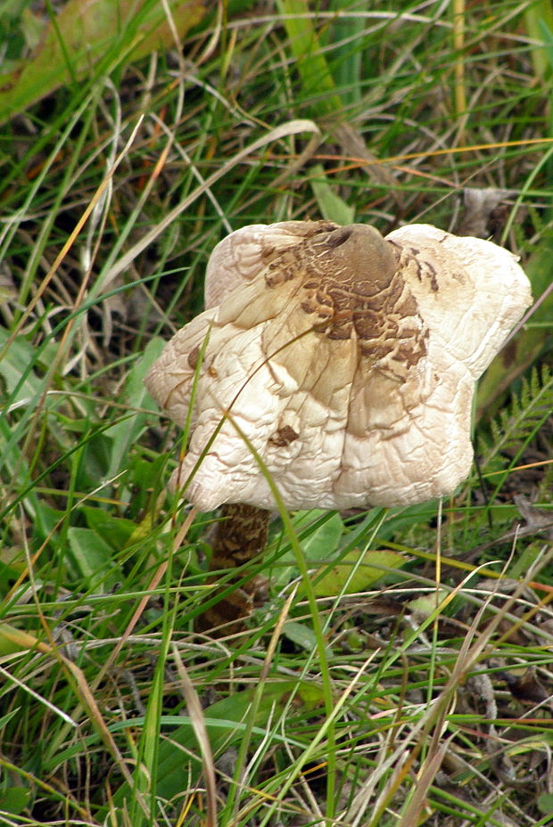 bedľa Macrolepiota sp.