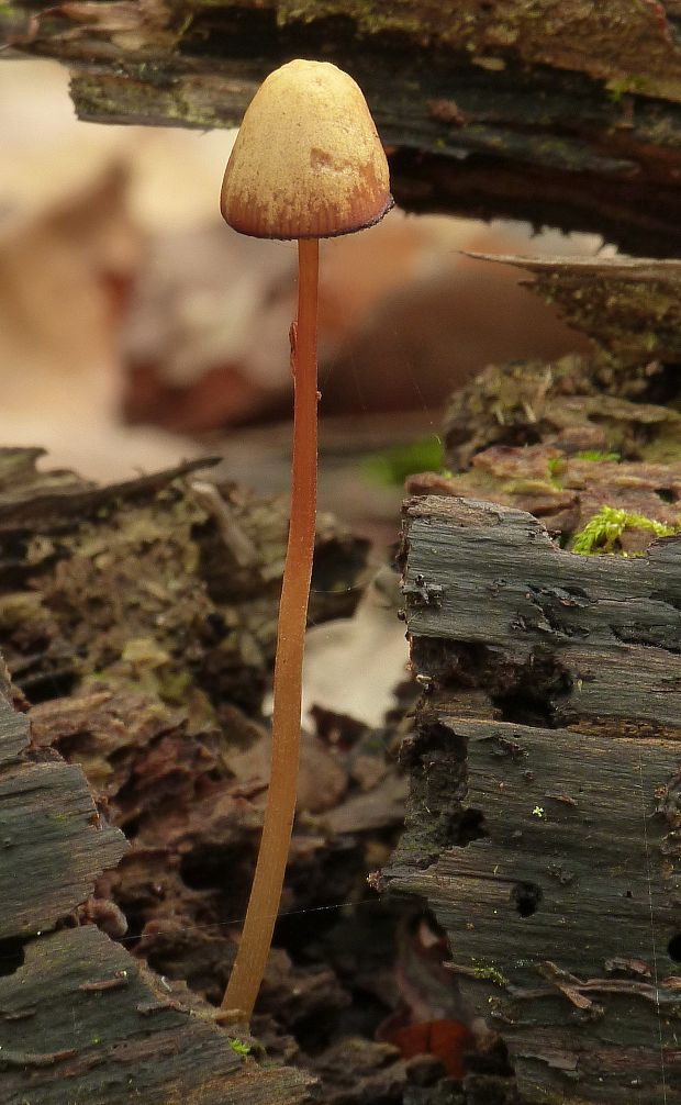 prilbička šafranová Mycena crocata (Schrad.) P. Kumm.