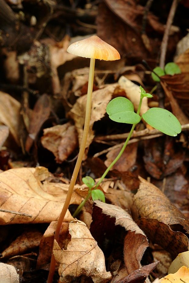 prilbička šafranová Mycena crocata (Schrad.) P. Kumm.