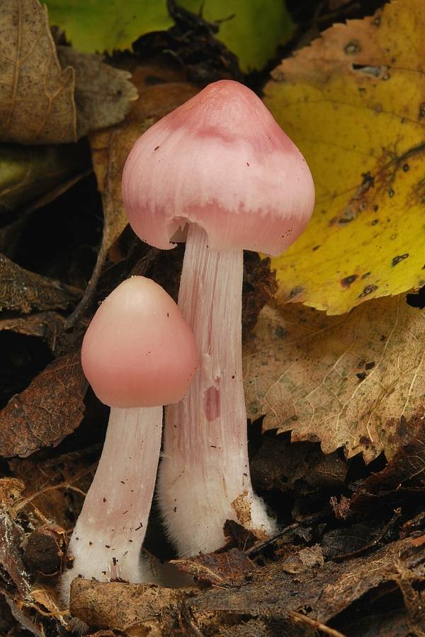 prilbička ružovkastá Mycena rosea Gramberg