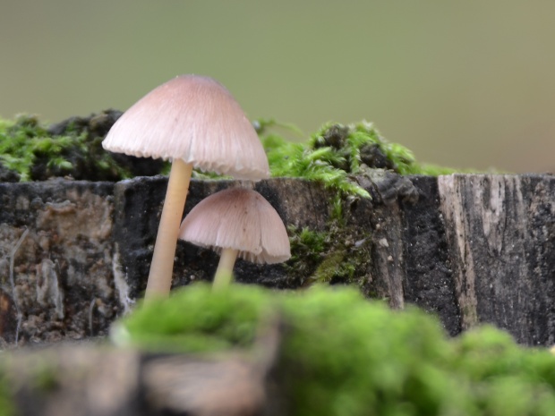 prilbička Mycena sp.