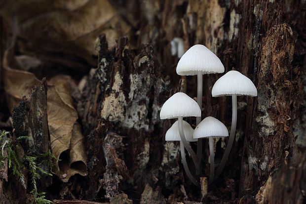 prilbička Mycena sp.