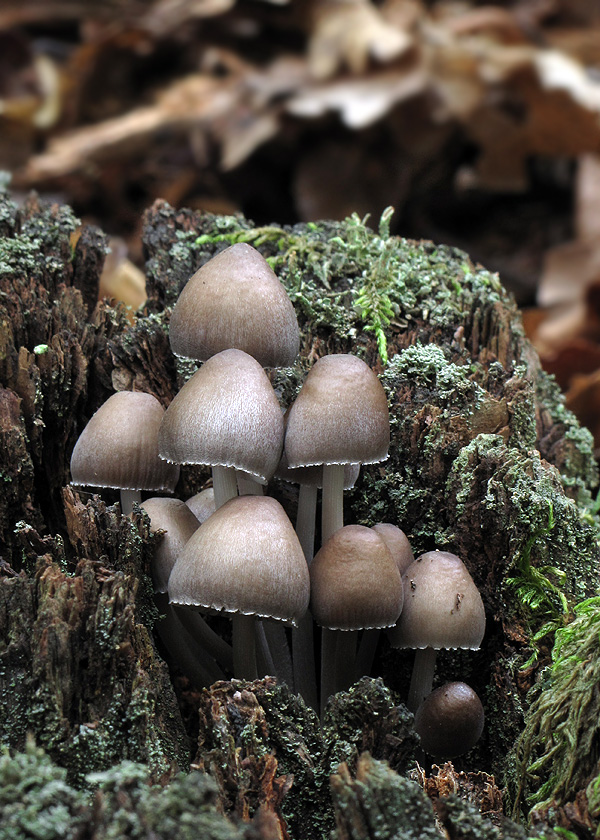 prilbička Mycena sp.