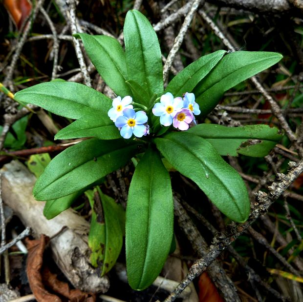 nezábudka Myosotis sp.