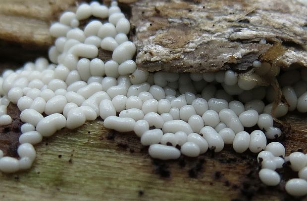 slizovka Myxomycetes