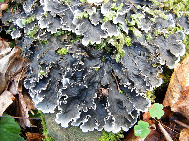 štítnatec Peltigera sp.