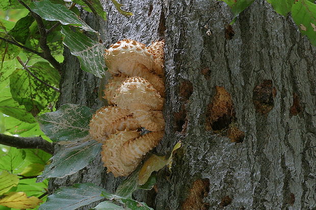 šupinovka šupinatá Pholiota squarrosa (Vahl) P. Kumm.