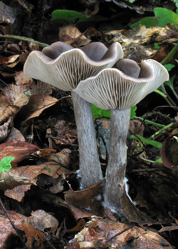 strmulica čiaškovitá Pseudoclitocybe cyathiformis (Bull.) Singer