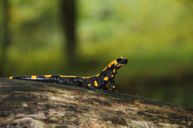 salamandra škvrnitá Salamandra salamandra