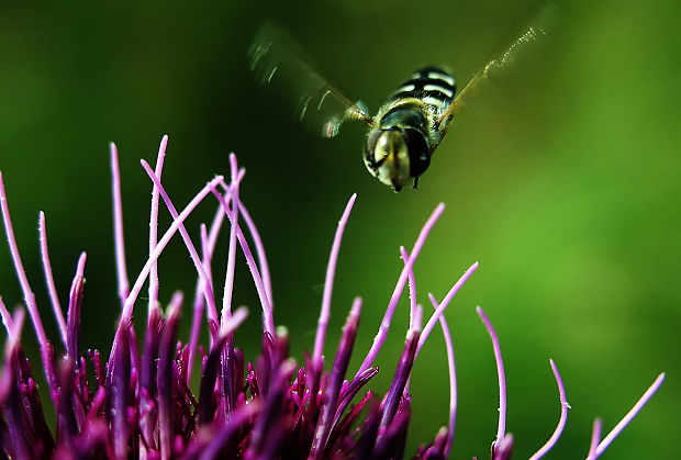 pristávam... Scaeva pyrastri (Linnaeus, 1758)