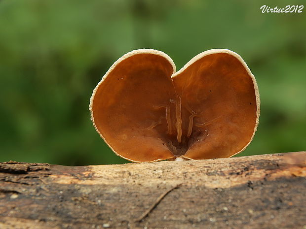 škľabka plstnatá Schizophyllum amplum (Lév.) Nakasone