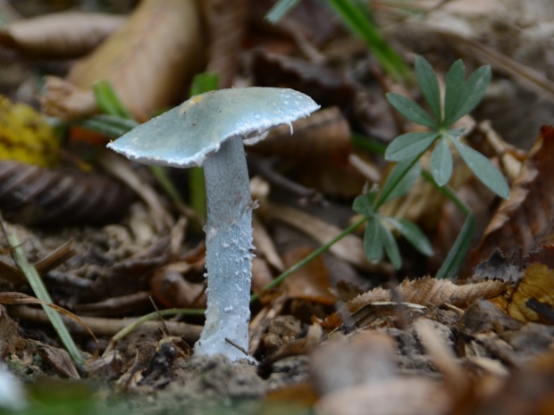 golierovka zelenkastá Stropharia aeruginosa (Curtis) Quél.