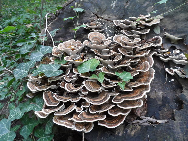 trúdnikovec pestrý Trametes versicolor (L.) Lloyd