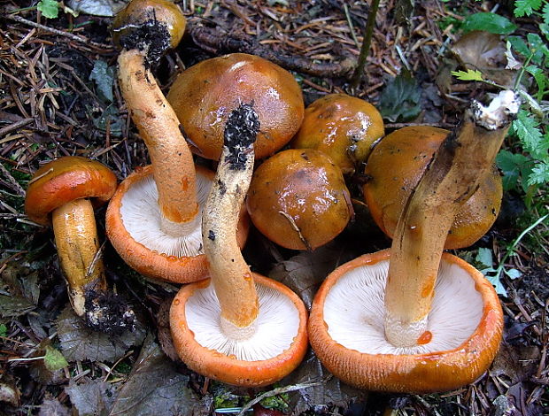 čírovka oranžová Tricholoma aurantium (Schaeff.) Ricken