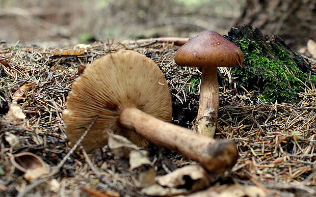 čírovka plavohnedá Tricholoma fulvum (Fr.) Bigeard & H. Guill.