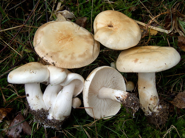 čirůvka běložlutavá Tricholoma stiparophyllum (S. Lundell) P. Karst.