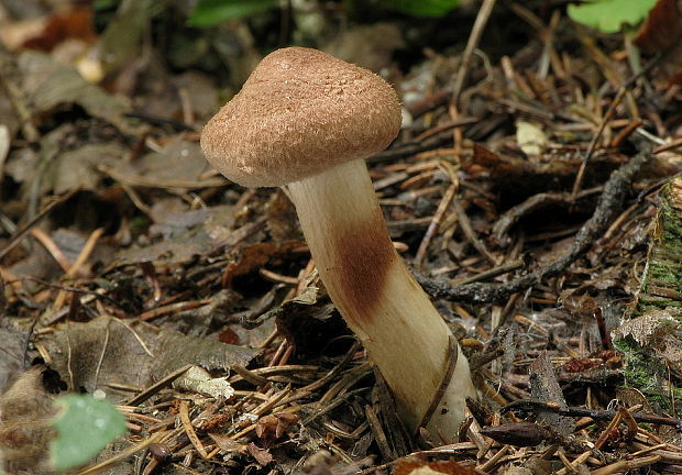 čírovka škridlicovitá Tricholoma vaccinum (Schaeff.) P. Kumm.