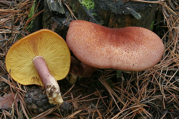 čírovec červenožltý Tricholomopsis rutilans (Schaeff.) Singer