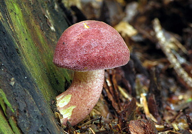 čírovec červenožltý Tricholomopsis rutilans (Schaeff.) Singer