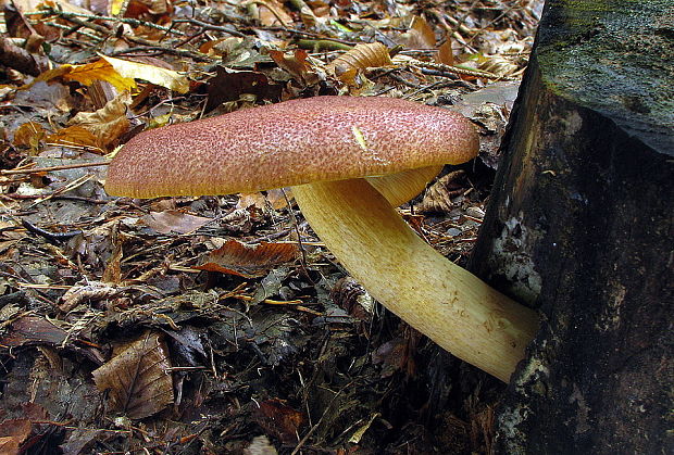 čírovec červenožltý Tricholomopsis rutilans (Schaeff.) Singer