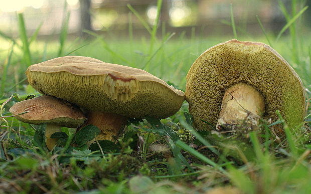 suchohríb Xerocomus sp.