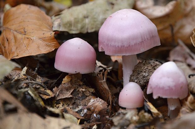 prilbička ružovkastá  Mycena rosea