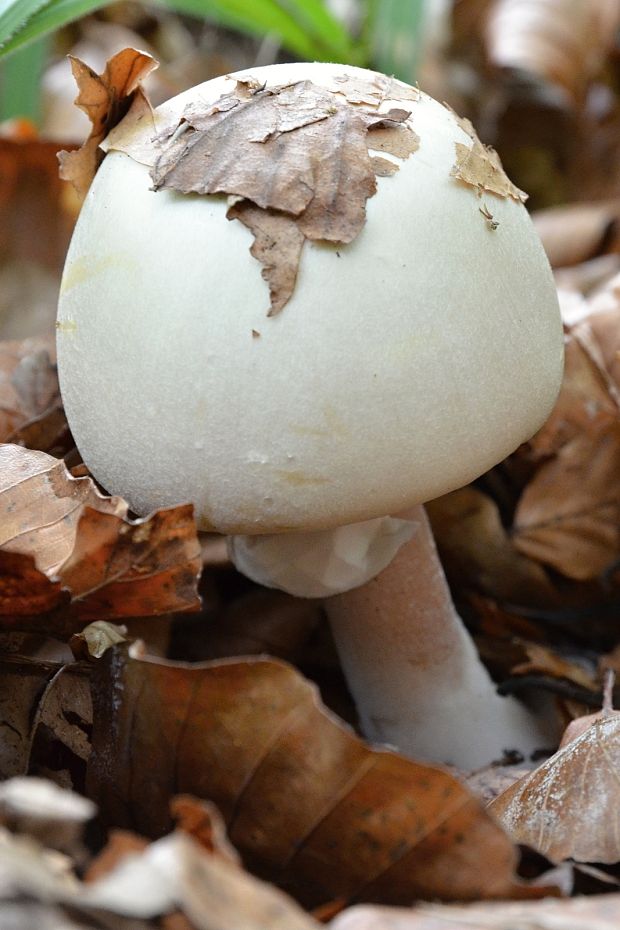 pečiarka Agaricus sp.