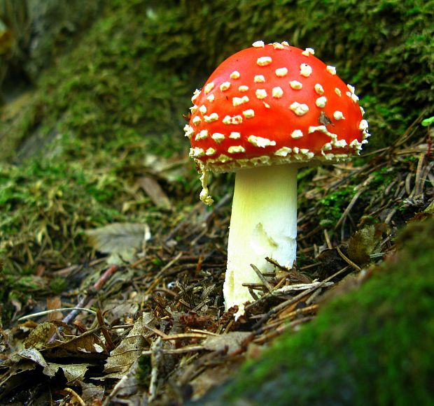 muchotrávka červená Amanita muscaria (L.) Lam.