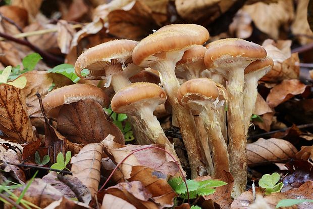 podpňovka obyčajná Armillaria mellea (Vahl) P. Kumm.