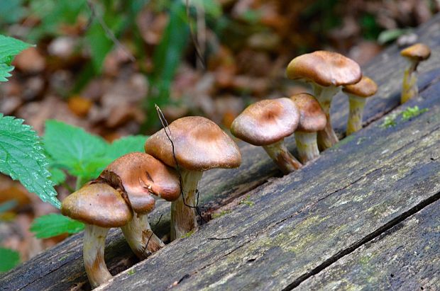 podpňovka Armillaria sp.