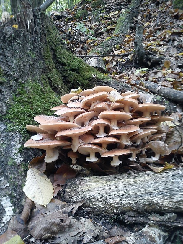 podpňovka Armillaria sp.