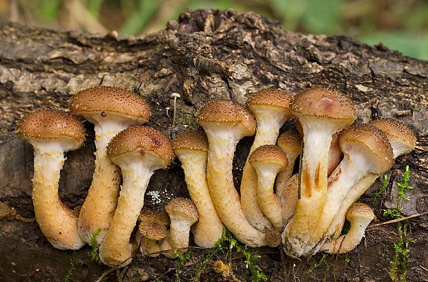 podpňovka Armillaria sp.