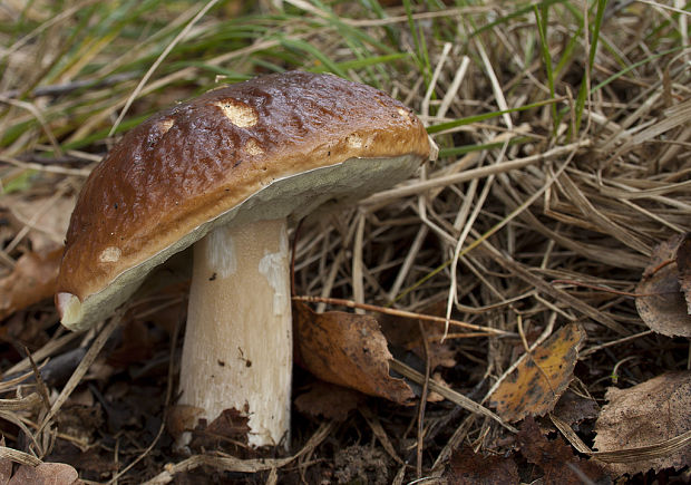 hríb smrekový Boletus edulis Bull.